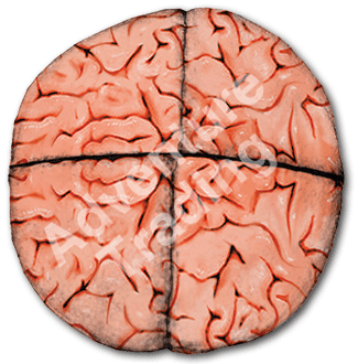 Adventure Trading Footbag - Brain Hacky Sack Player Accessories - Third Coast Soccer